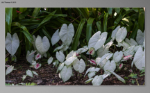 Botanical Gardens 2015 04 SS-25.jpg